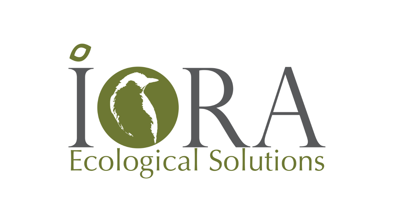 Iora
